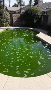 green-pool